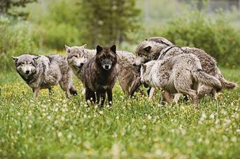 gray-wolves-black-coat-520